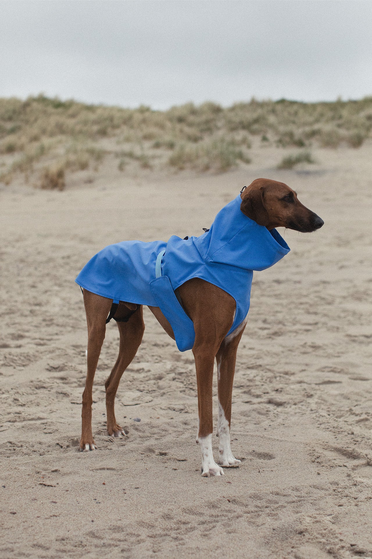 Dog Raincoat (1)