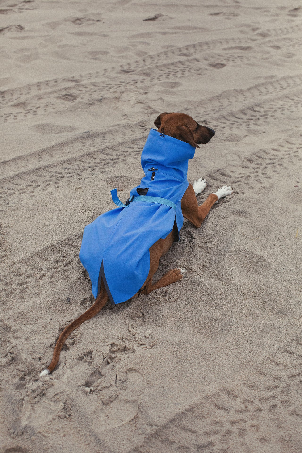 Dog Raincoat (3)